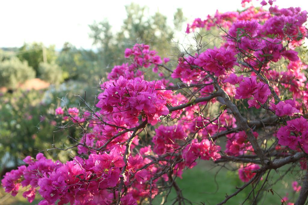 Dendrolivano Minia Habitación foto