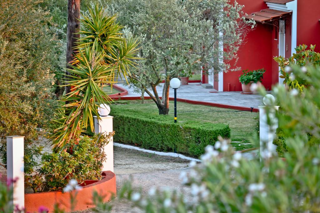 Dendrolivano Minia Habitación foto